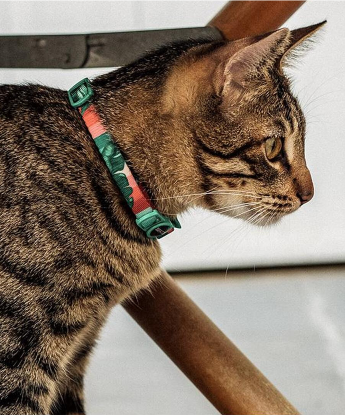 Zee.Cat Bali Cat Collar