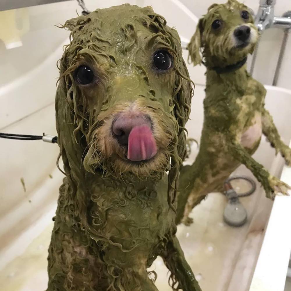 Animal Ayurveda Doctor??s Health Herb Skin & Hair Dog Mud Spa Treatment 1kg