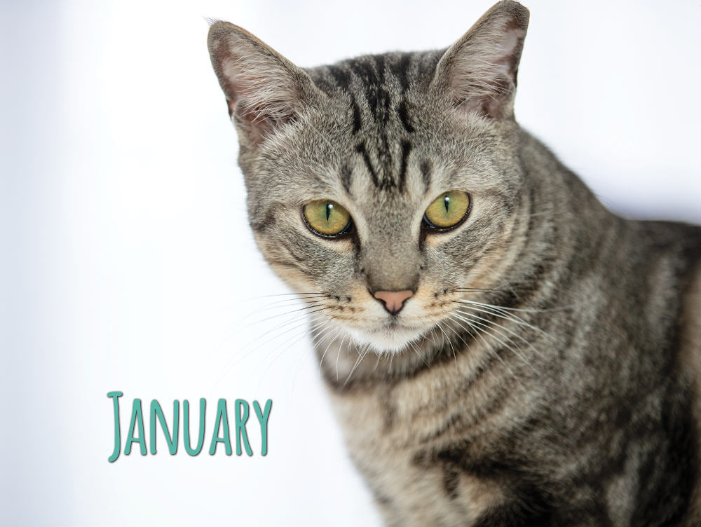 Project Luni Kitten Calendar 2021