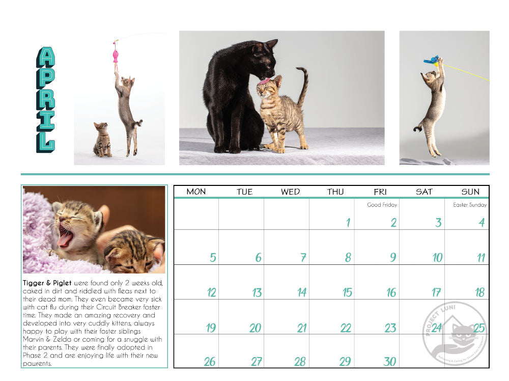 Project Luni Kitten Calendar 2021