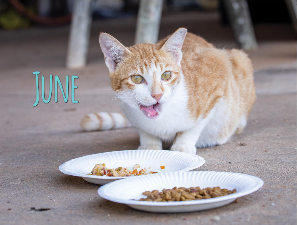 Project Luni Kitten Calendar 2021