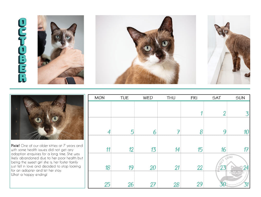 Project Luni Kitten Calendar 2021