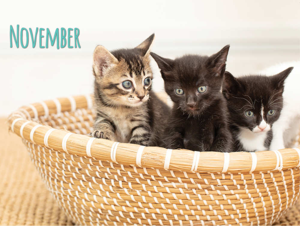 Project Luni Kitten Calendar 2021
